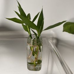 $5 Bamboo 