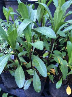 Shasta Daisy plants
