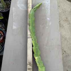 “ PURPLE 8 “ Dragon fruit cutting $15 each. #P8DFC01 BLACK FRIDAY DISCOUNT