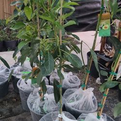 Avocado Hass Trees Grafted  7gallon 