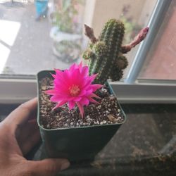 Cactus