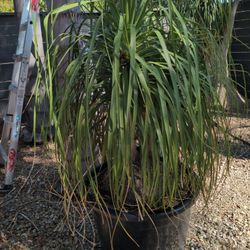 Ponytail Palm Tree, Huge And Potted