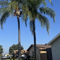 Palm And More