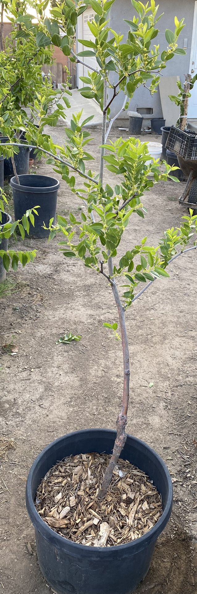 Fruit Tree ~Jujube