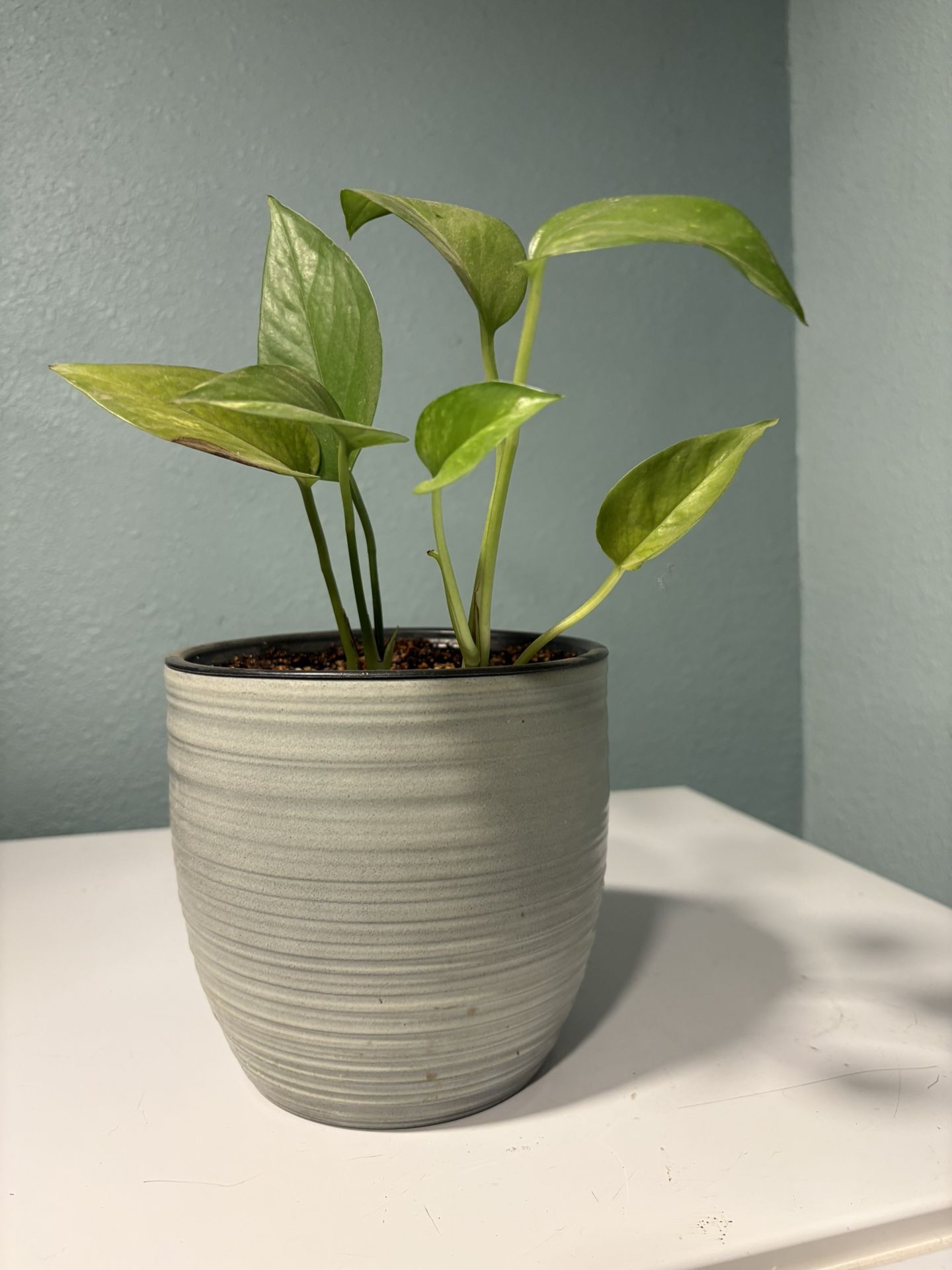 Indoor Pothos House Plant In Gray Glazed Ceramic Pot $8, Indoor Plant