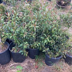 Plants 