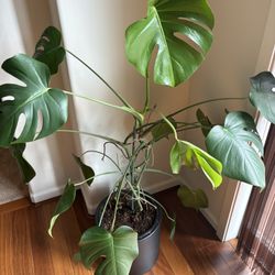 Monstera Plant