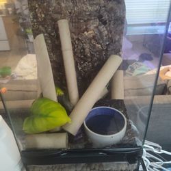 Mourning Geckos Tank Terrarium 