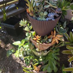 Succulent A Lot