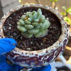 Echeveria derenbergii “Painted Lady”