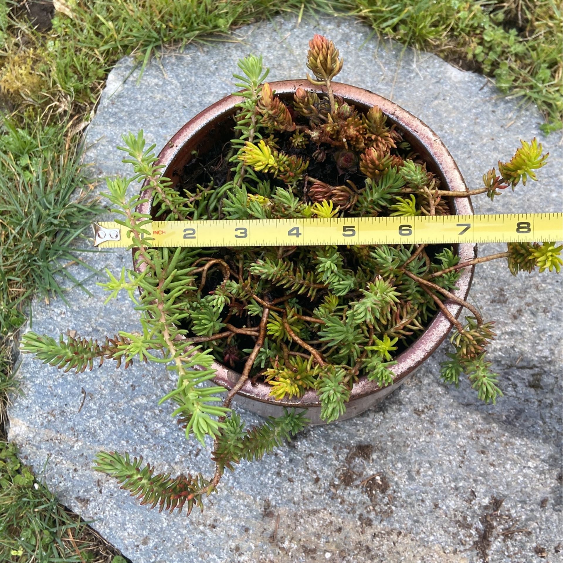 Sedum Succulent Garden Display In Attractive Ceramic Pot 