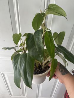 Philodendron Painted Lady (Reverted) 5’