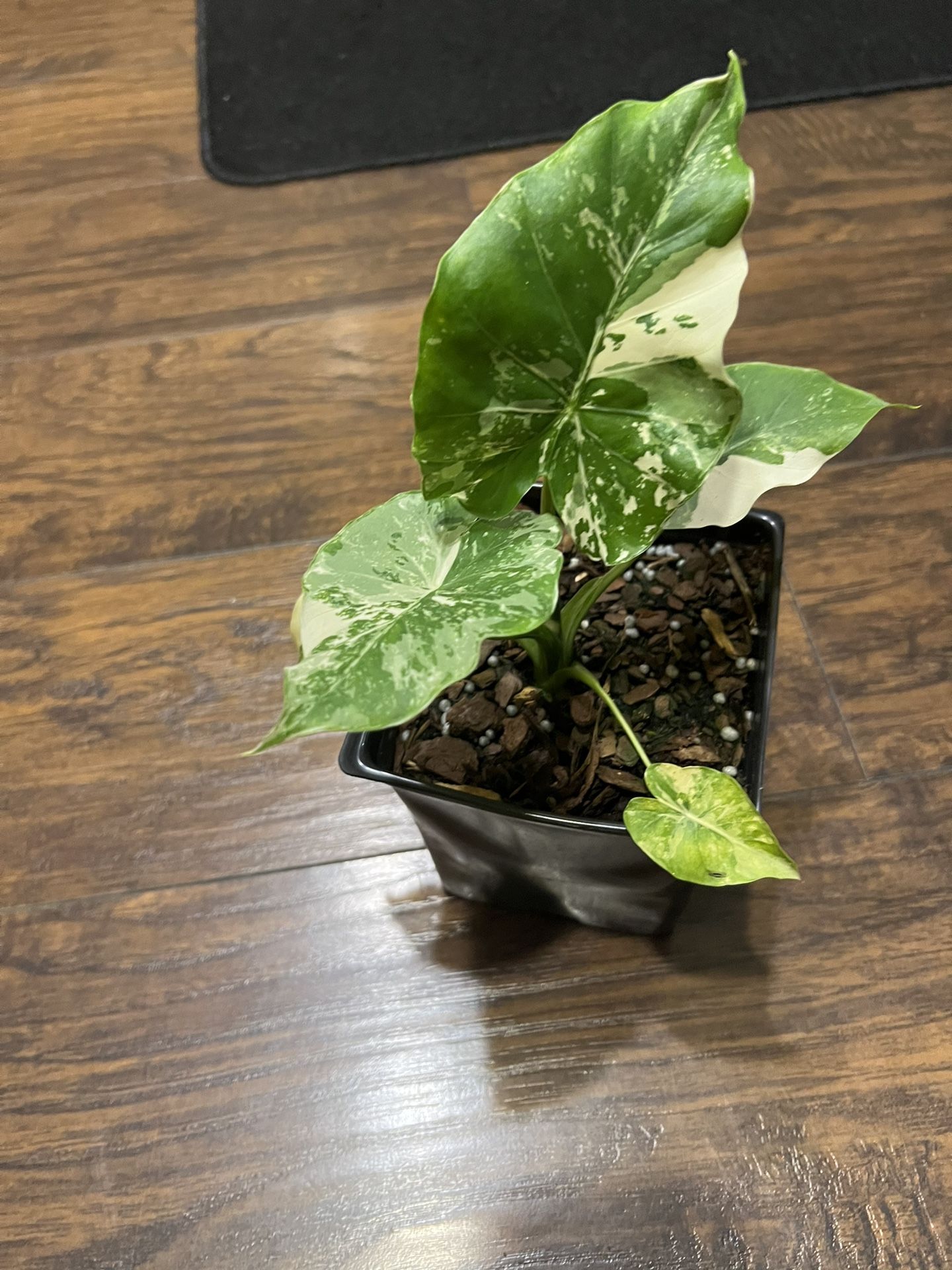 Variegated Alocasia Plant