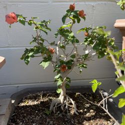 Bonsai Bougainvillea Flower 