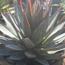 Agave Blue Glow