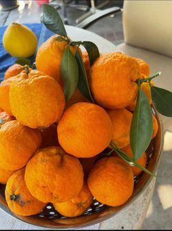 Mandarin tree( seedless)