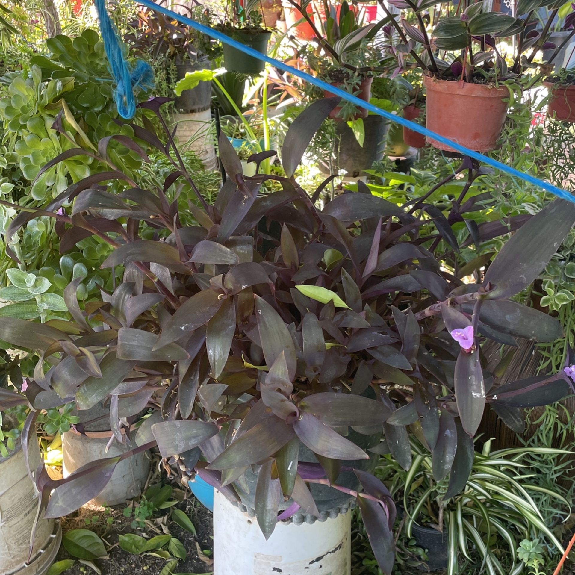 Planta Morada