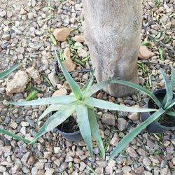 Succulent Plant/Desert Plant