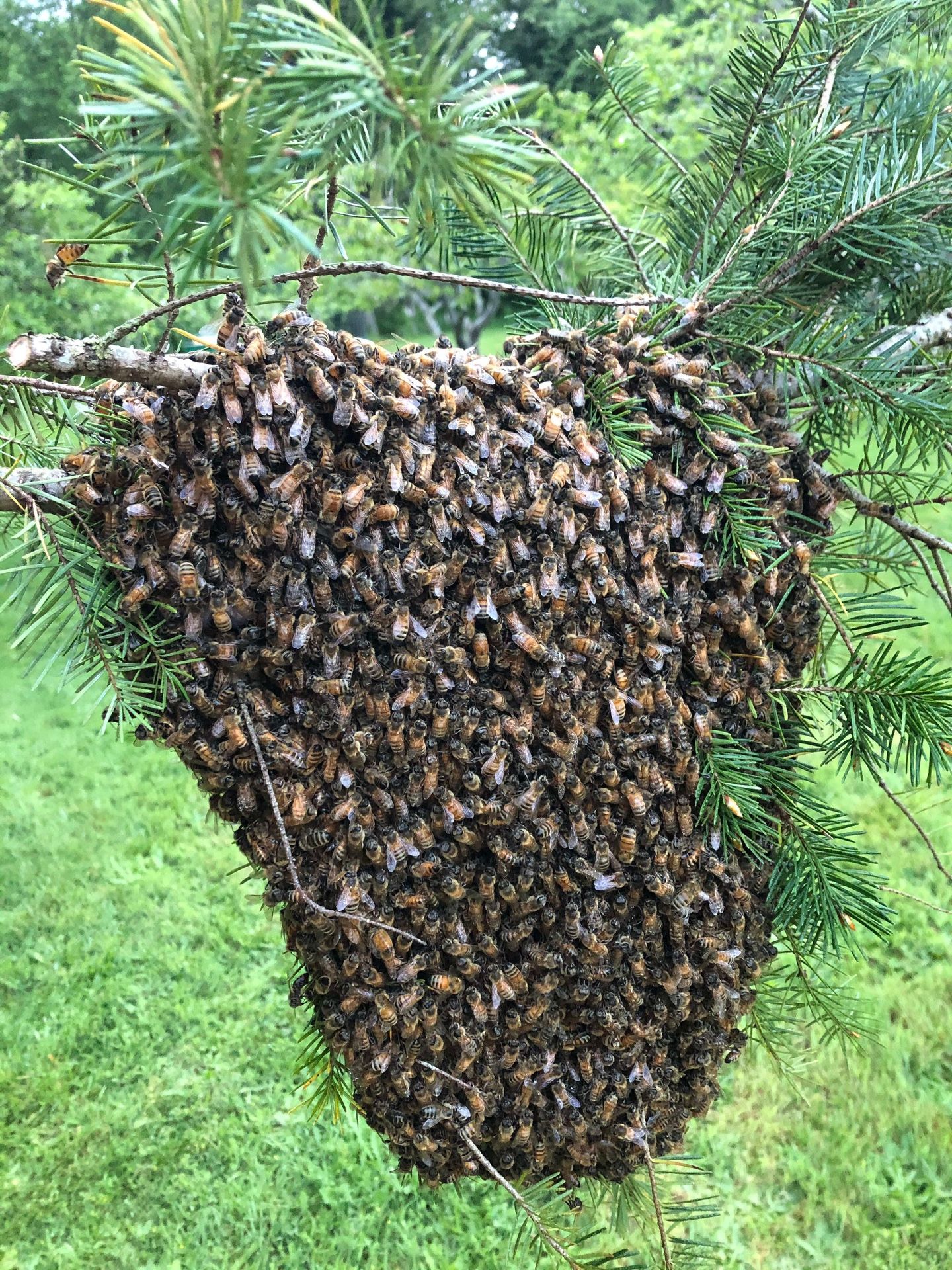 Free Bee Swarm Removal