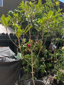 Loquat tree, Planta de mispero organico.