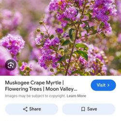 Lagaerstroemia F Muskogee 