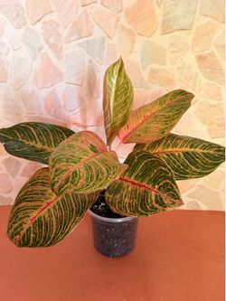 Aglaonema Hughes Plant - 5inch