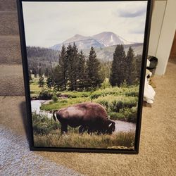 Bison In Yellowstone 