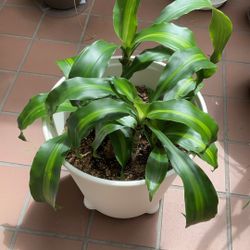 Corn Plant