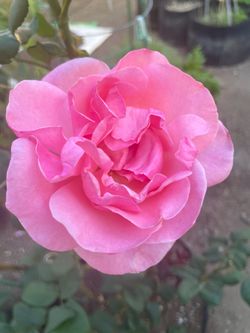 Large Queen Elizabeth Grandiflora Rose Pink Flowers, Own Root