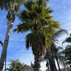 Mexican Fan Palm (Washingtonia robusta)