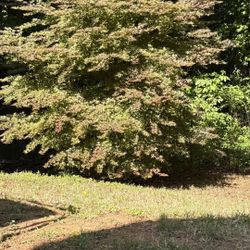 Japanese Red Maple