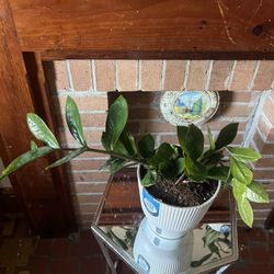 Zamioculcas zamiifolia)