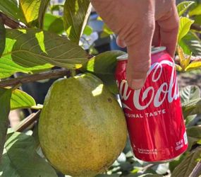 Pink & White Guava Trees / Árboles De Guayabas Rositas y blancas $40.00 each