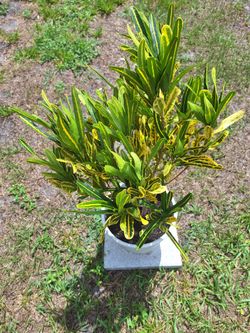 Potted Sunny Star Croton (Codiaeum Variegatum)