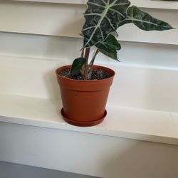 Medium Size  House Plant Alocasia