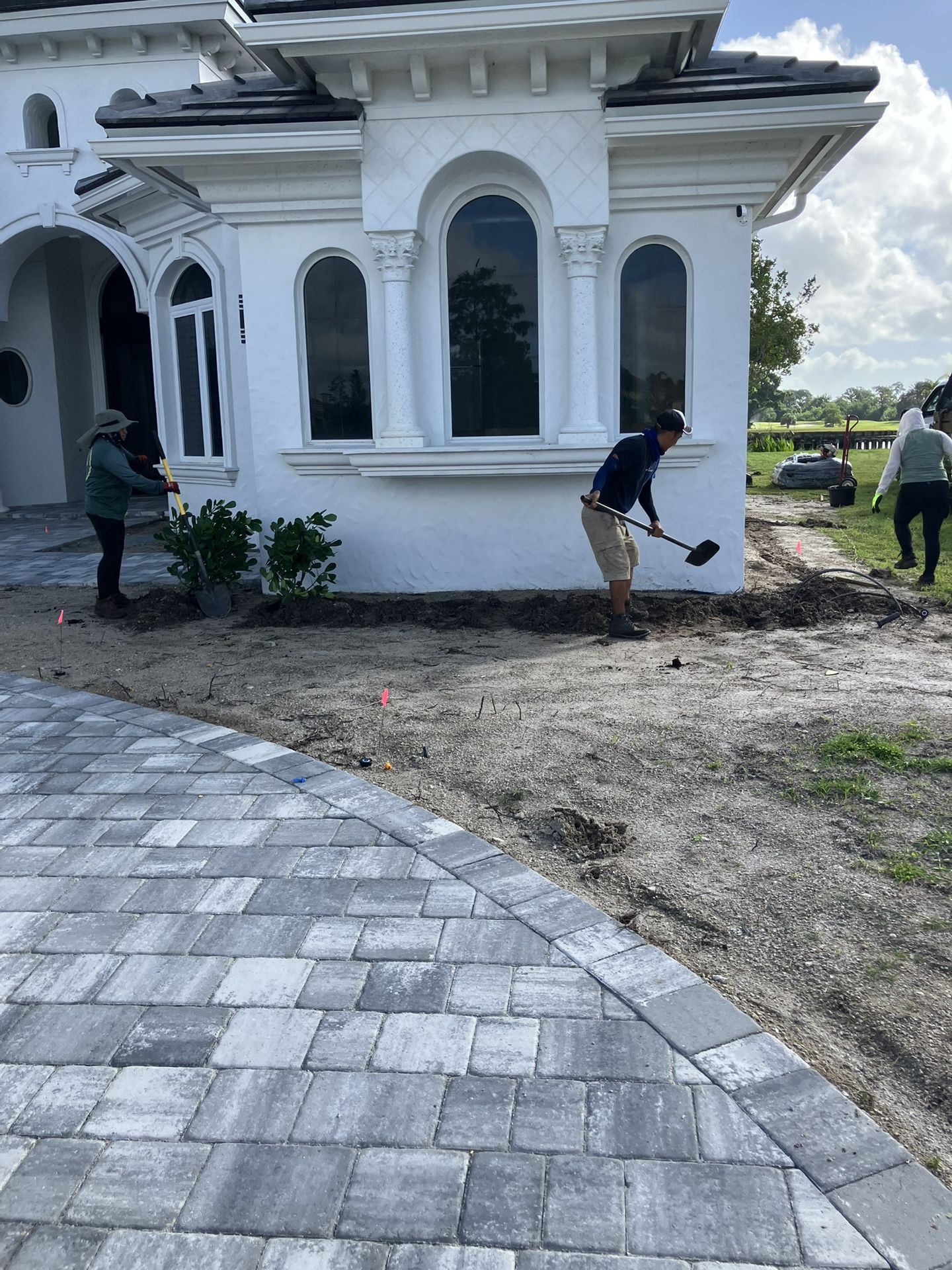 Clusias perfect for privacy all size available starting at five dollars