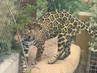 Phoenix Zoo Tickets