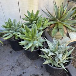 Cactus Plants In 6” Pots 10.00 Each 