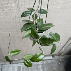 4” Hoya Parasitica Black Margin 