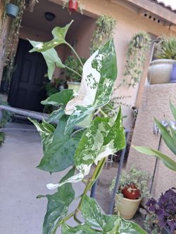 Variegated Syngonium Albo Plant $25