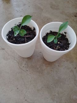 plantas de limón $1.50 cada una