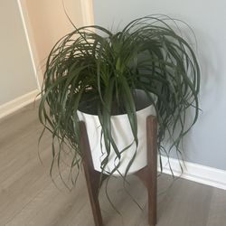 Ponytail Plant