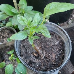 Jamaican callaloo plant 