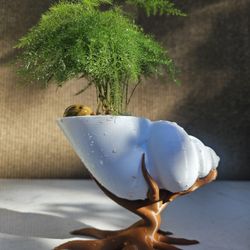 Asparagus Fern ( Asparagus setaceus ) Bonsai Tree, Outdoor and Indoor plant