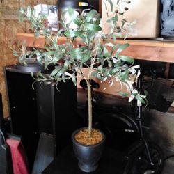 Olive Tree (fake)