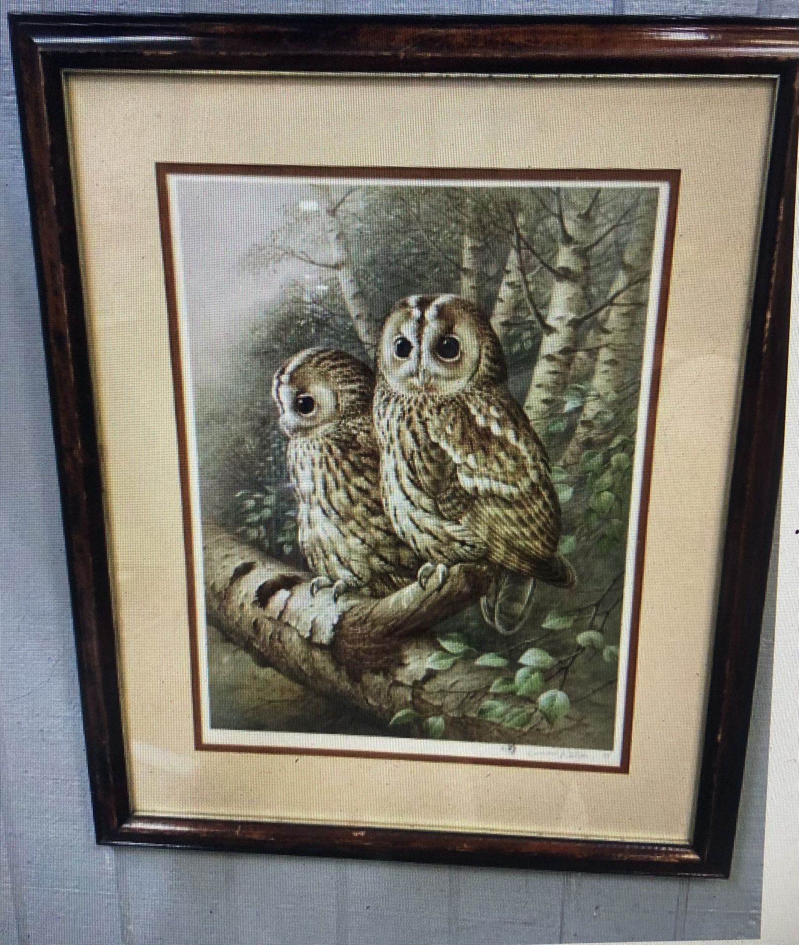 The Tawny Owl—265x215 Framed N Signed By Raymond Watson