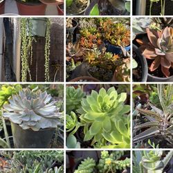 Succulents Plants 🪴 