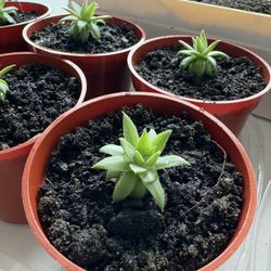 LiveForevers Succulents and Chinese Coin Plants