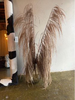 Tall pampas grass