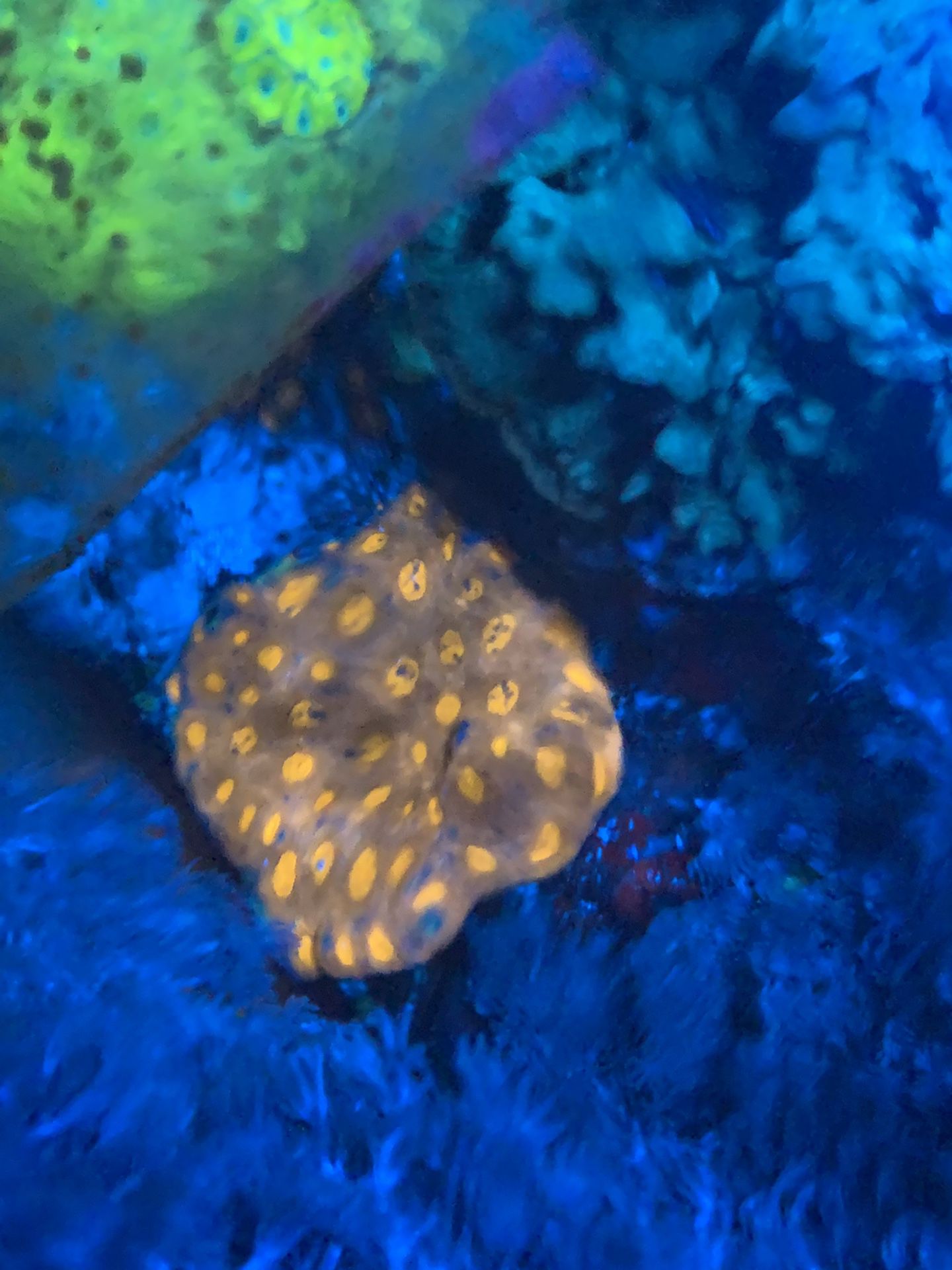 Acan coral